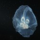 Octavian Scriuba nature-photography