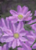Asters