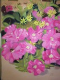 Petunias and Daisies