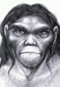 Erectus