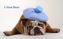 Bulldog with a Headache