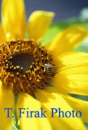 Sunflower and Bee # 2