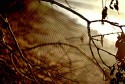 Spiderweb