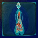 Popotnik anatomy