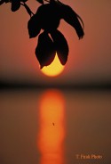 Sunset and Spider