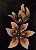 Gardenias