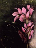 Flores Rosadas