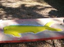 dorado
