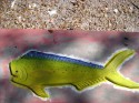 dorado