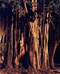 Color Photograph