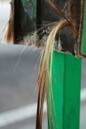 Closeup 6
