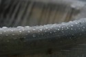 Closeup 7