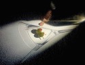 Martini