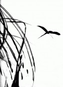 Insecto