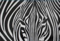 Zebra I