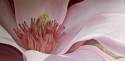 Magnolia (3)