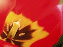 The Red Tulip