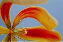 Tulip Arabesque