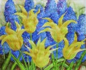 Yellow tulips.