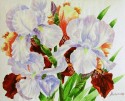 Irises. White and Red.