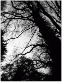 Alberi