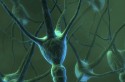 Brain neuron