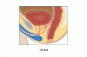 Anatomy