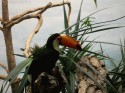 Toucan at the Zoo