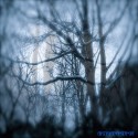 dreamytrees