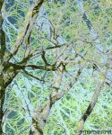 likeatree