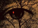 Sick Eye Watching the World