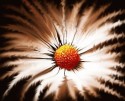 Mystic Flower 1
