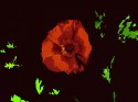 Mystic Flower 2