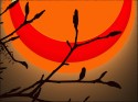 Winter's Sun