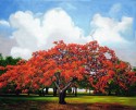 flamboyant