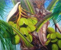 coconuts
