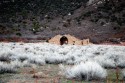 Drigg's Mansion