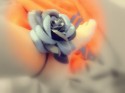 Rosadriano 7
