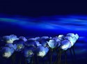 Magic Flower