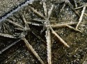 iceflower