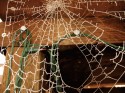 web