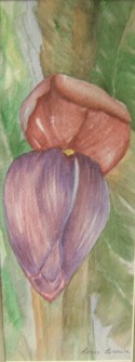 Before the Bananas
