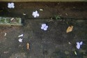 Flower blooms