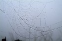 Dew on cobweb