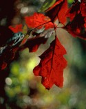 Red Oak Leaf
