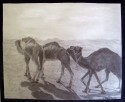 Camellos