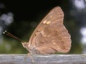 Autumn Migrant