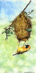 Pájaro 01