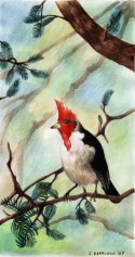 Pájaro 03