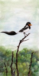 Pájaro 05